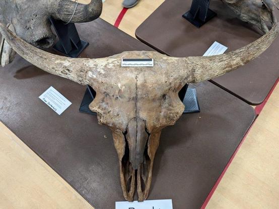 Photos of bison skulls taken at the 2024 Dark River Artifact Show in Leavenworth, Kansas.