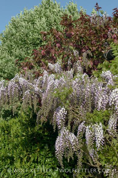 Small, blue and white flowers of a wisteria across the middle of the photograph before a mass of green and red leaves from trees and shrubs and a tiny area of blue sky at the top.