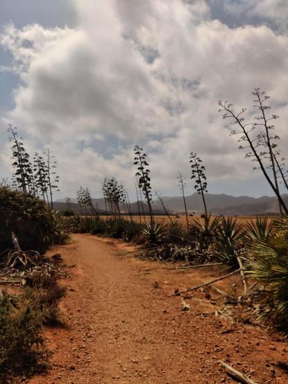 Camino a Genoveses. La tierra del camino es roja. A ambos lados hay ágaves y en el cielo hay unas nubes blancas y algodonosas.