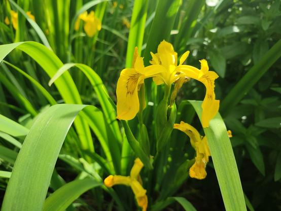 Les fleurs jaunes d'iris pseudacorus vues de plus près.
