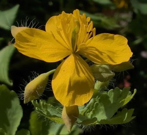 Eine leuchtend gelbe Blüte des Schöllkrauts mit den typischen vier Blütenblättern, die wie ein Teller ausgebreitet sind. Die Blütenblätter sind rund und zur Blütenmitte spitz. Aus der Blütenmitte ragen die Staubblätter senkrecht als Gruppe empor in deren Mitte sich ein hellgrüner dickerer Fruchtknoten befindet. Rechts und links von dem unteren Blütenblatt sind noch einige gelbgrüne Knospen zu sehen, die ganz fein und locker behaart sind. Im Hintergrund und unterhalb der Blüte sind die grünen, etwas stumpf wirkenden Blätter zu sehen, die durch einen dünnen Wachsfilm wasserabstoßend sind. Die Blattspreite ist zerschnitten mit bis zu neun grob, buchtig eingekerbten oder gezähnten, teils gelappten bis zerschnittenen, abgerundeten Lappen.