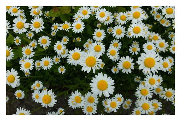 Foto im Querformat. Viele Margeriten, Blumen mit gelber Blüte und weißen Blättern, direkt von oben fotografiert. Die Blumen sind unterschiedlich groß und haben unterschiedliche Entfernungen zur Kamera, es sind aber alle mehr oder weniger scharf abgebildet.