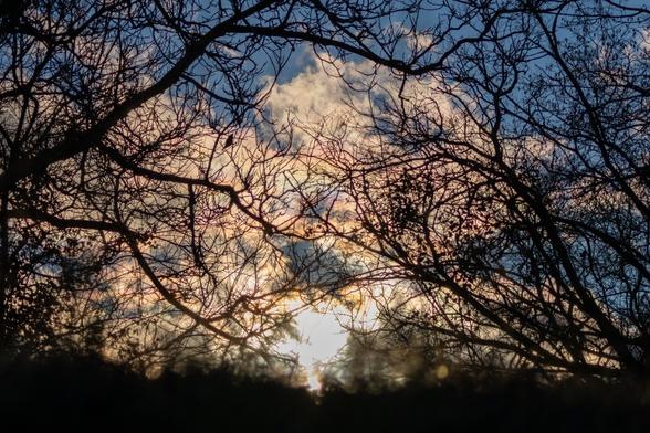 The black silhouette of bare tree branches against a dark blue sky at sunset, showing clouds in shades of orange and blue, a mysterious rainbow glare can be seen between the clouds and the trees