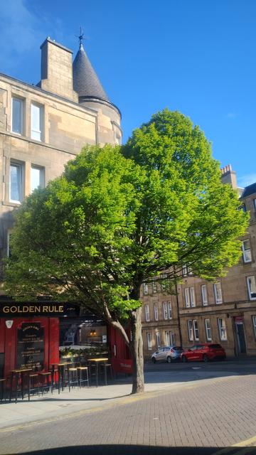 Three storey high tree catching the sunlight outside the Golden Rule pub