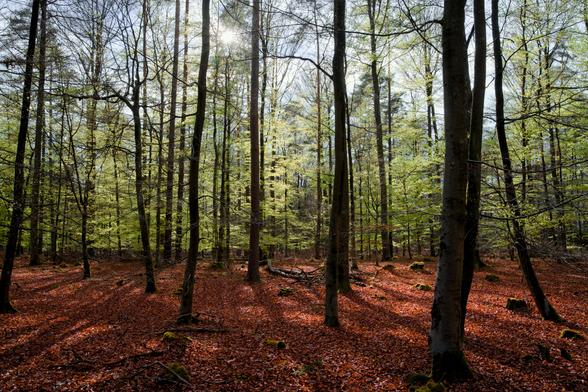 Sunlight filters through a vibrant spring forest with tall, slender trees casting long shadows over a forest floor covered in rich, red-brown fallen leaves and scattered moss-covered stumps.
