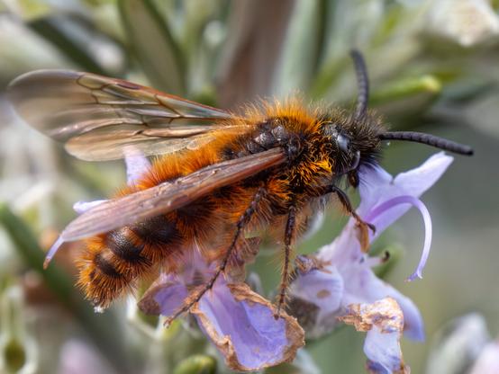 𝗣𝗶𝗰𝘁𝘂𝗿𝗲 𝗗𝗲𝘀𝗰𝗿𝗶𝗽𝘁𝗶𝗼𝗻 (𝗘𝗻𝗴): Scoliid Wasp on a rosemary flower.

𝗗𝗲𝘀𝗰𝗿𝗶𝗽𝗰𝗶𝗼́𝗻 (𝗘𝘀𝗽): Avispa Escólida en una flor de romero.

Cámara Panasonic Lumix G90
Objetivo Panasonic 14-140 f3.5-5.6 II, anillo de extensión 16mm
Datos Exif: Modo Manual, ƒ8.0, 1/4000s, ISO 1000, 600mm equivalente

Científico: Scoliidæ, ¿Dasyscolia Ciliata?
Castellano: Avispa Escólida o Escólido
Catalá: Vespa Escòlida o Scólid
Euskara: Liztorra (¿Liztor Eskolidoa?)
Galego: Avespa Escólida
Português: Vespa Scolide
Italiano: Vespa Scoliida
English: Scoliid Wasps
Français: Guêpe Solitaire
Deutsch: Dolchwespen