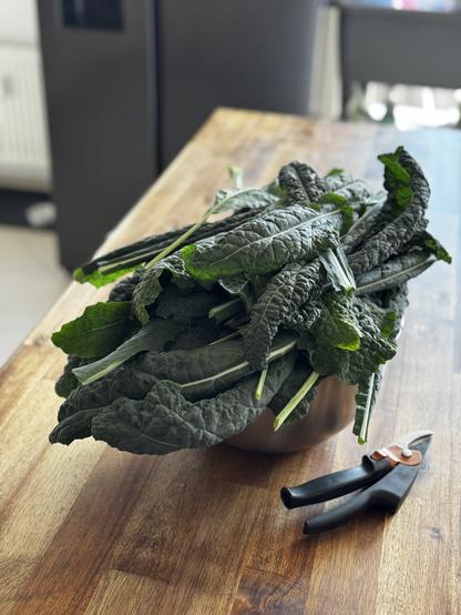 A pile of dark green kale, twice as large as the large metal bowl is was collected in, sits on a wooden kitchen bench next to an old pair of secateurs.