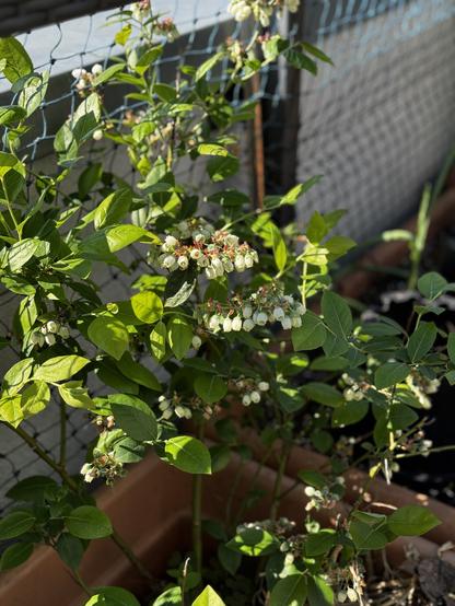 Understated, but pretty bell-like white flowers cover this small blueberry bush in a large rectangular pot on a cat-net-lined balcony garden.