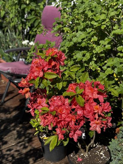 A deciduous azalea is in full bloom, its coral red flowers swamping its green leaves. It looks a little too large for its small black pot, but seems happy in full sun in front of a purple cushion-covered metal garden chair. A small daphne is peaking out from underneath the azalea, acclimatizing itself to the balcony garden.