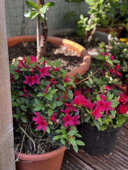 A ‘normal’ azalea - the only one to have survived the rhododendron soil disaster, is blooming beautifully - a saturated pinky/purply red. Its small plastic pot is nestles in the shady side next to a DIY greenhouse and a red geranium, in front of a cherry tree in a larger pot against balcony wall.