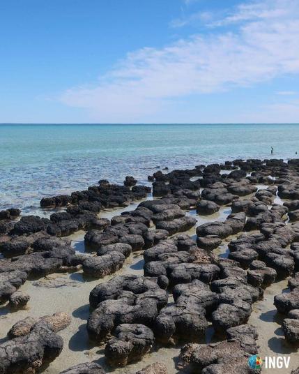 distesa di concrezioni rocciose scure (stromatoliti) in riva al mare