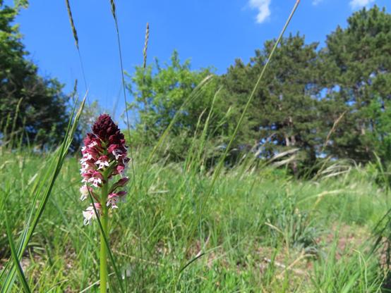 A wild orchid with lots of little white and pink flowers, and a much darker burnt-pink tip of buds at the top. Behind, blue sky, grass, and pine trees can be seen.
