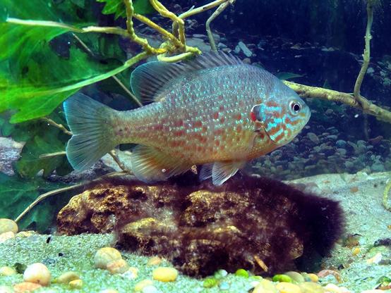 An oval fish seen from the side, swimming towards the right. It is pale, with a face striped orange and turquoise and a body speckled orange and greenish. It is in an aquarium, a green leafy plant behind it and rocks below.