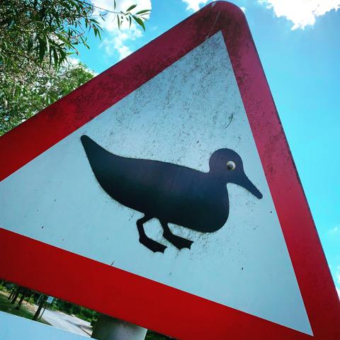 Photo of a red triangle warning roadsign which shows a duck silhouette. This is an actual road sign to warn people about ducks crossing. Someone has added a googly eye, and thanks to gravity it appears that the duck is side-eyeing the viewer.