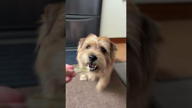 【しんけん】#shorts #norfolkterrier #吉 #愛犬キチ #cute #kichi #癒し #terrier #ノーフォークテリア