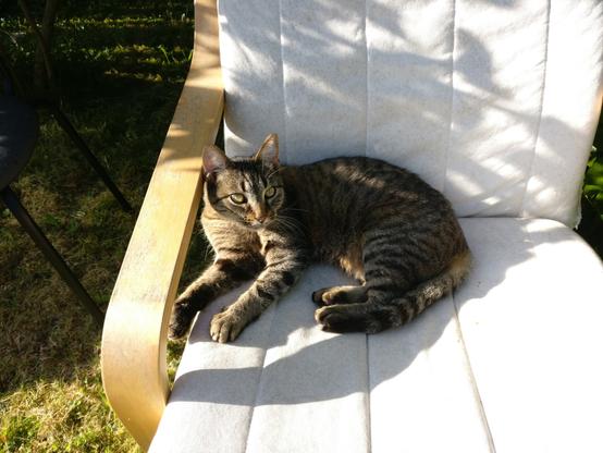 Un chat tigré couché sur un fauteuil de jardin, à l'ombre d'un arbre, prêt à faire la sieste.