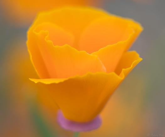 A powerfully orange poppy flower in side view, petals still unfurling, it's pink base in view.  Soft focus blurry background in green and orange.