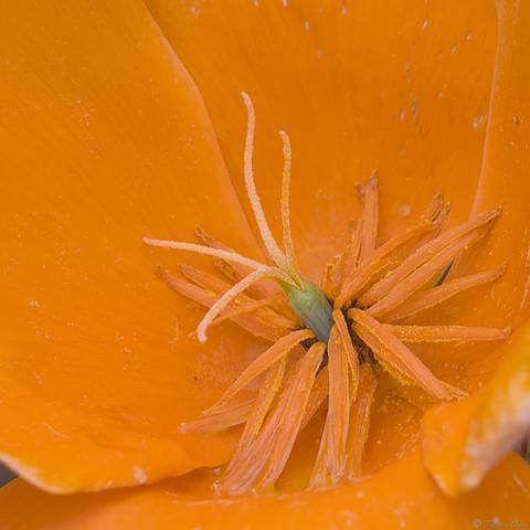 Macro close up of a flower centre at 45 degrees to the face, all of it's parts on display.  An almost alien looking green protrusion with white filaments has grown out through the centre of the orange filaments.  Pollen and small insects can be seen around the flower base.