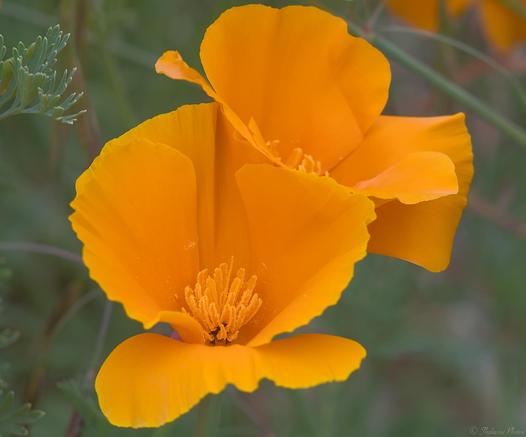 Several poppy flowers in close up, the nearest displaying the pollen coated centre.  Blurry green background.