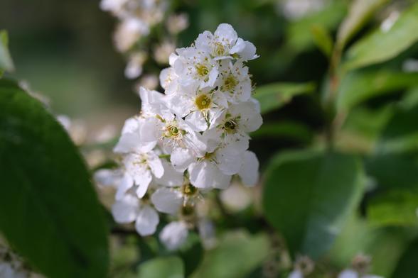 White bird cherry blossoms.