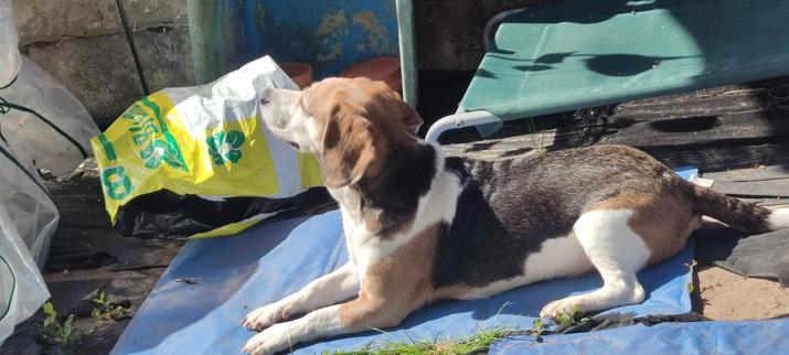 Ein Beagle nimmt ein Sonnenbad und liegt dabei auf einer blauen Kühlmatte