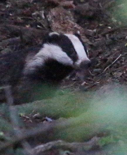 A badger