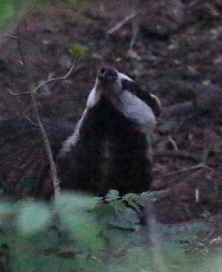 A badger with its nose in the air