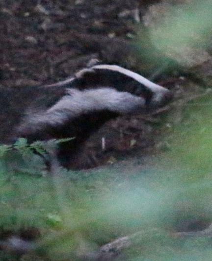 A badger