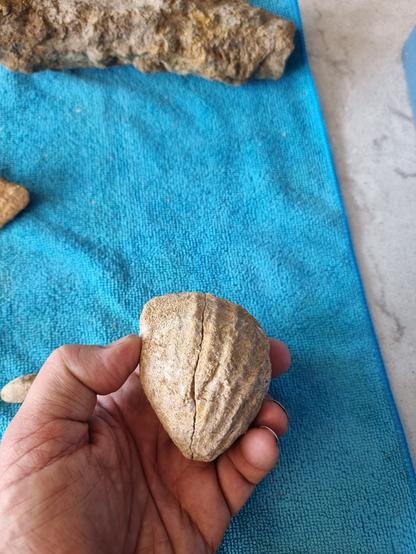 Fossil shell of some sort
