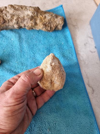 Side view of fossil shell