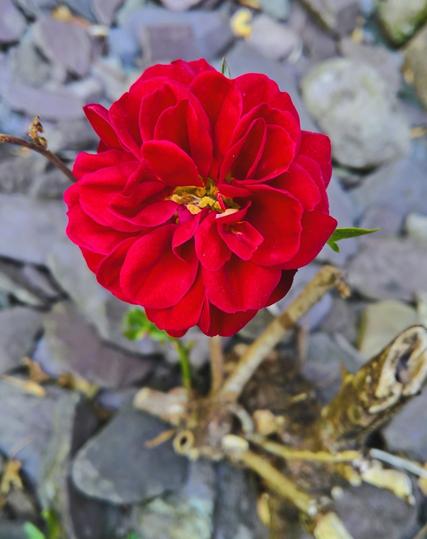 #Roses...!
