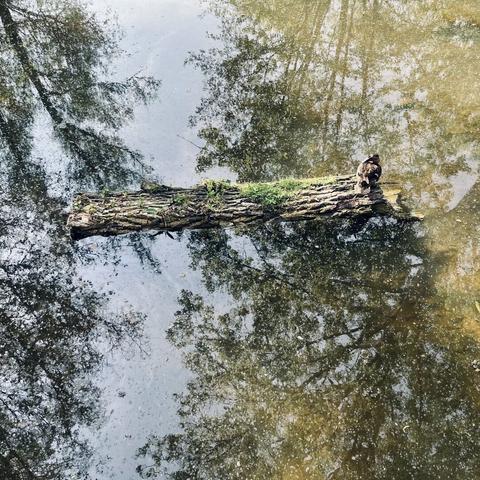 A duck resting on a floating log in a calm pond, surrounded by reflections of trees on the water’s surface.