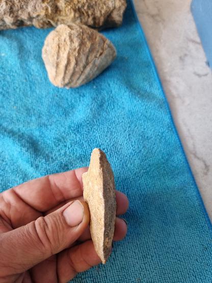 A different fossil shell