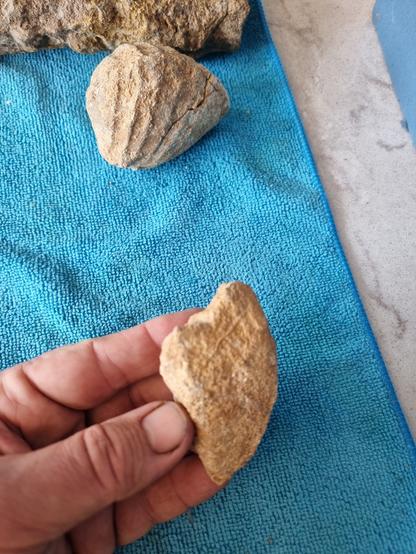 Side view of a differemt fossil shell