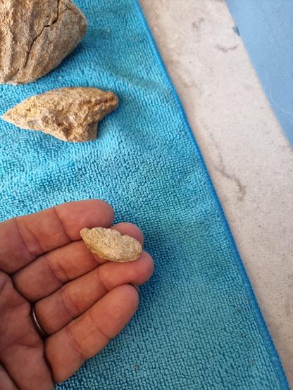 Smaller version of the bigger fossil shell