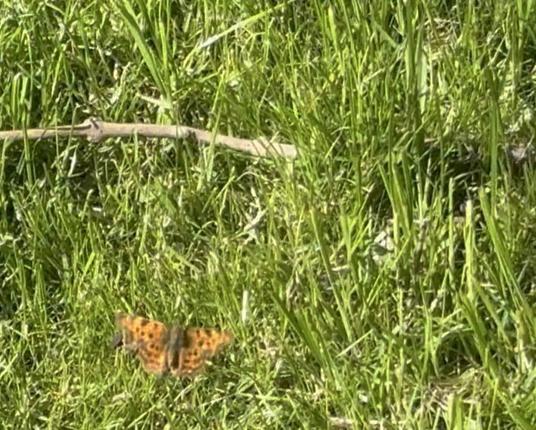 Ein -C-Falter fliegt im Garten umher.