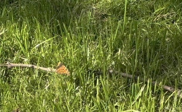 Ein -C-Falter fliegt im Garten umher.