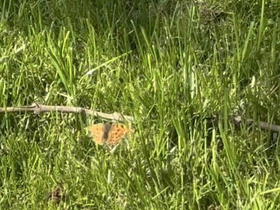 Ein -C-Falter fliegt im Garten umher.