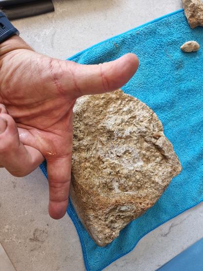 Fingers for scale. A bit of fossil sea bed?