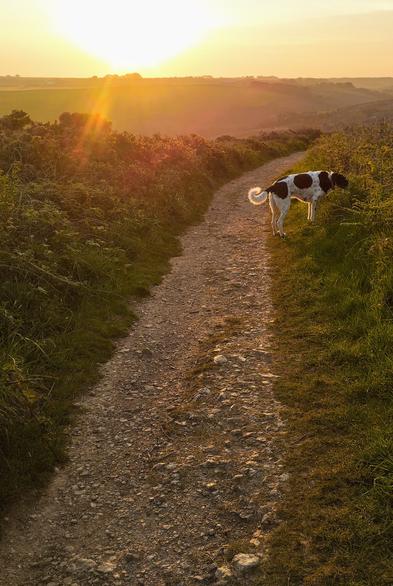 Photograph of an early morning dog walk.

The camera is pointed straight at the sun, just after sunrise, so the light is diffuse and suffused with a yellow-orange glow.

The footpath runs in front of the camera, and curves around to the right. A black and white dog is standing sideways on the edge of the path, and the morning light catches the curl of his tail