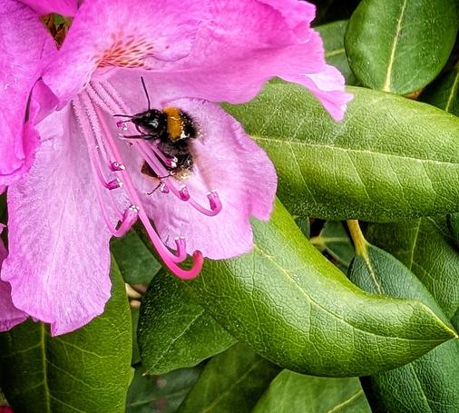 A fuzzy bumblebee, which appears to be a Bombus hypnorum (tree bumblebee) given its black head, orange-brown thorax, and white tail, is busily collecting nectar from a delicate pink Rhododendron flower.

The bumblebee is positioned deep within the flower's petals, its legs clinging to the floral structures as it reaches for the sweet nectar. You can see pollen dusting its body, a testament to its crucial role as a pollinator.

The background is filled with lush green leaves, providing a beautiful contrast to the bright pink of the blossom and the contrasting colors of the bumblebee. The lighting suggests it's daytime, casting soft shadows that add depth to the image.