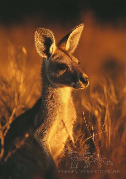 A young kangaroo joey stands quietly among golden grasses, softly lit by the warm light of sunset. Its large ears catch the glow, and it gazes calmly into the distance. The background fades into a dreamy blur of amber and shadows, creating a peaceful, contemplative mood in this portrait of Australian wildlife.