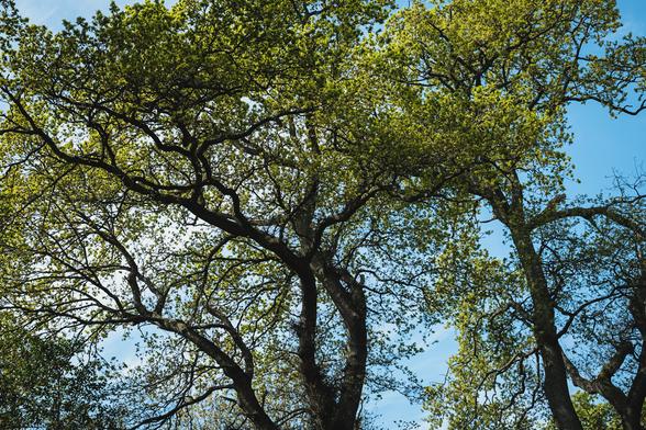 A close up of trees with fresh green growth on the branches.