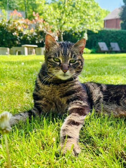 Portraitaufnahme einer getigerten Katze auf grüner Wiese. Im Hintergrund sind Stäucher, Hecken und Häuser zu sehen.