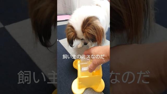 ぐるぐる自飯機たのしむチビ #犬のおやつ #犬のいる生活 #パピヨン