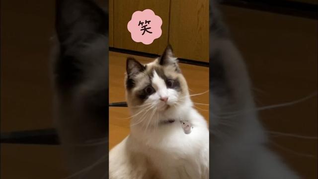 意外にビビり💧　#猫  #cat  #ラグドール