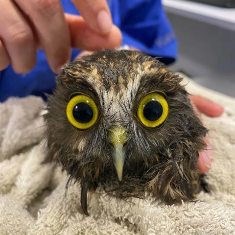 Closeup of a Ruru Morepork wrapped in a beige towel, with yellow eyes so wide they're practically bulging from their sockets. The owl's face feathers are clotted with sticky residue from the seeds of a Parapara tree, giving this poor owl a look that is extra dishevelled. 

This is one of a pair of owls that were admitted to the clinic, both for Papapara treatment (aka the "birdcatcher" tree). According to BCA, "after carefully removing all of the seed pods, our dedicated team has been working tirelessly to restore their feathers to their former glory—a delicate process that takes time and patience.
This includes specialised baths designed to help restore the waterproofing properties of their feathers—an essential step for any bird returning to the wild.
It won’t be long now until this duo is ready to soar free once again."