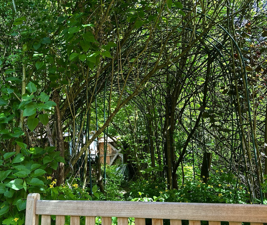 Ein wilder Garten. Mehrere Rosenbögen auf denen trockene ranken liegen. Im Vordergrund links ein Ast vom Fliederbusch auf der linken Seite die rötlichen Triebe eines Nussbaums. Im Hintergrund in der Bildmitte sind Holzwände