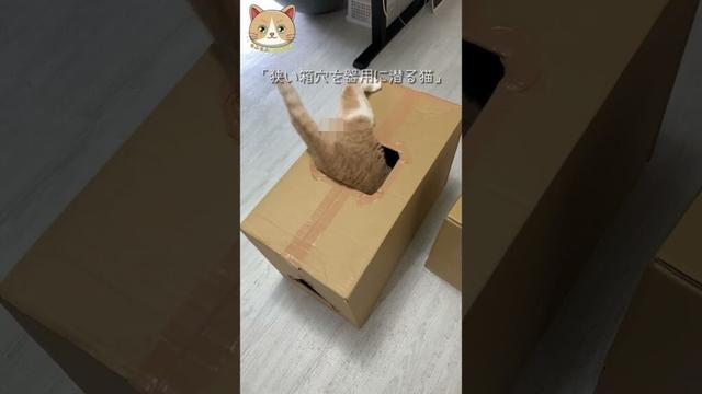 狭い箱穴を器用に潜る#猫 #cat