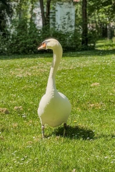 Ein Höckerschwan steht auf einer sonnigen, blühenden Wiese und schaut aufmerksam zur Seite. Im Hintergrund sind Bäume und ein weißes Gebäude im Schatten zu sehen.